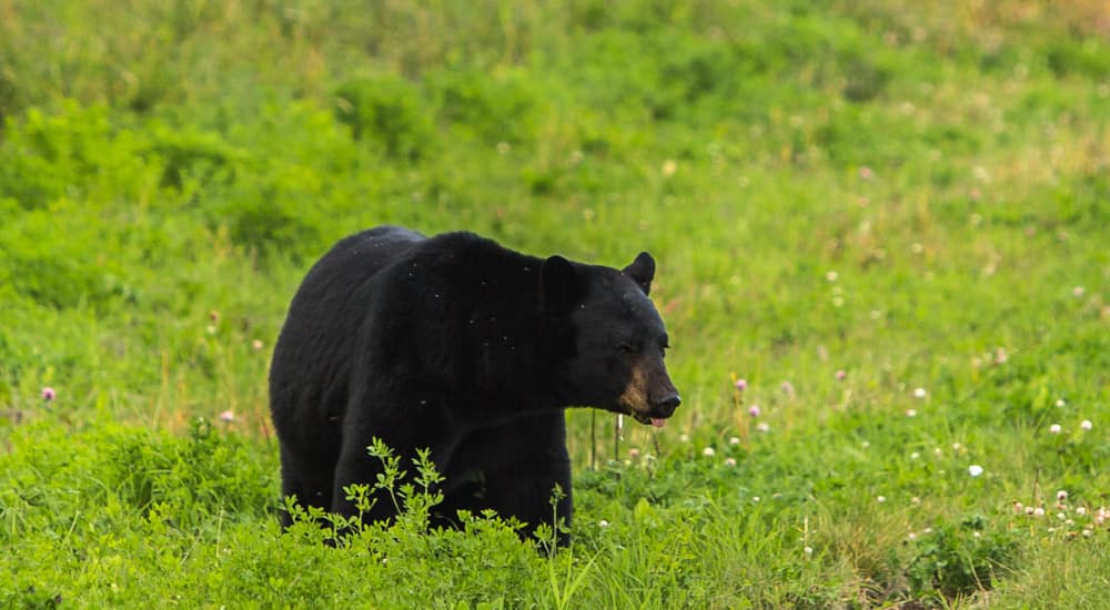 black bear walking on green field
