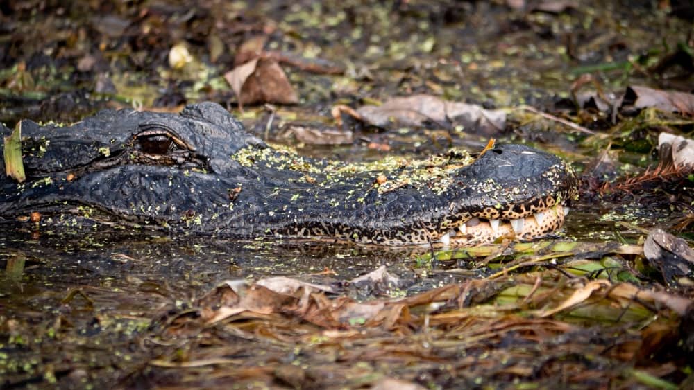Silver Springs State Park Alligator
