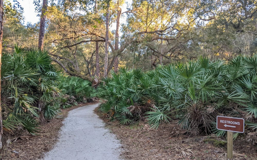 narrow and shady dirt trail among cabbage palms