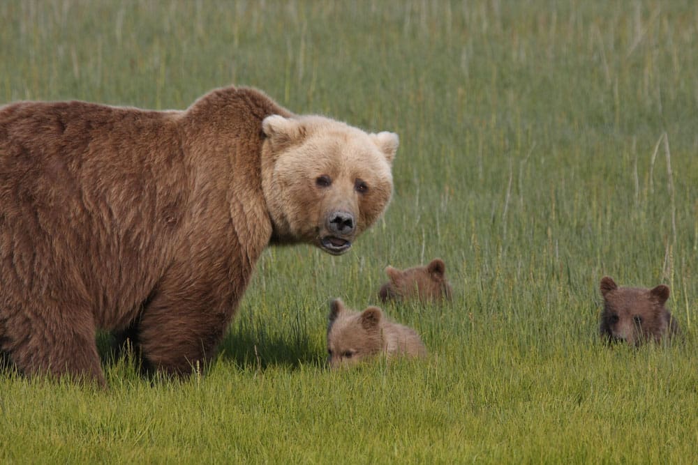 female brown bear and two cubs