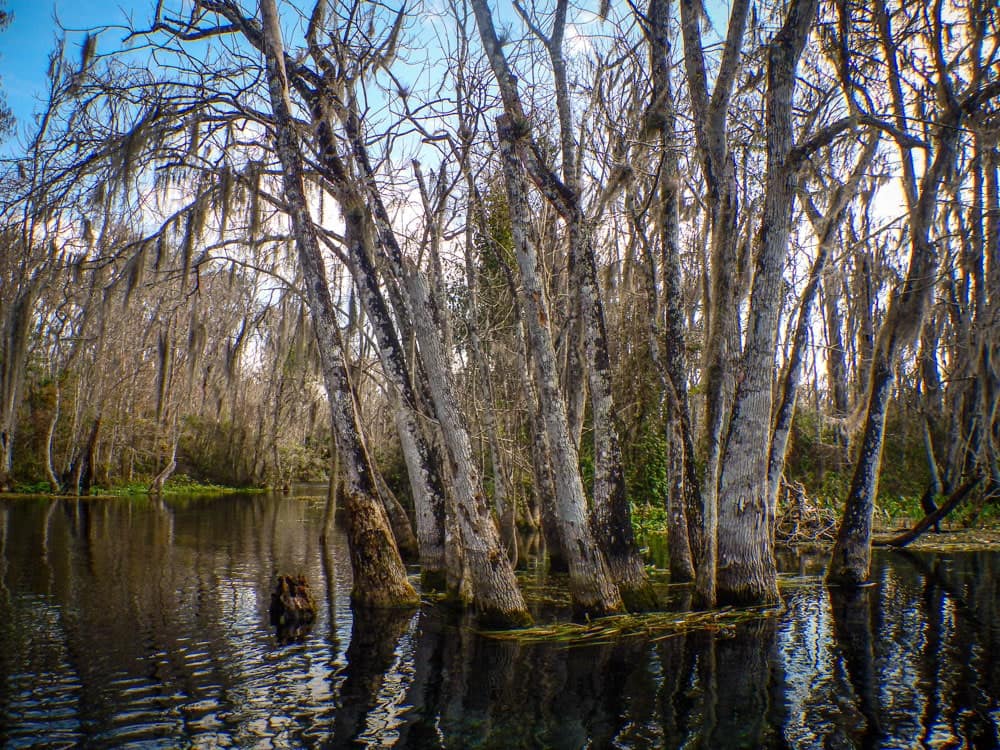 Silver Springs State Park Silver River