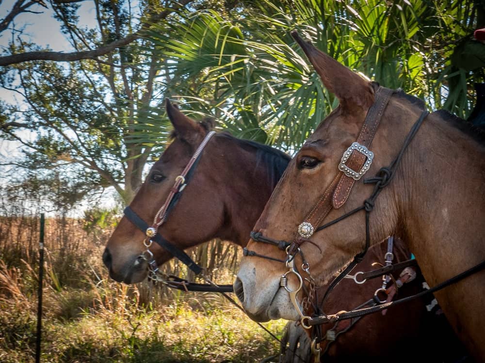 A horse and a mule on the trail