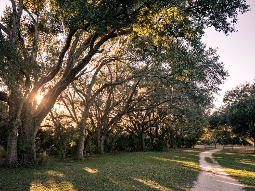 Live oak trees lining up the way to the trailhead