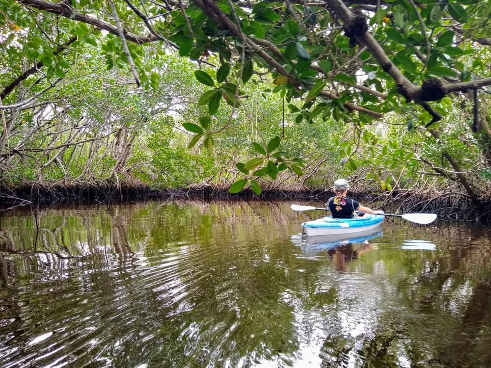 Woman on blue kayak paddling among mangroves