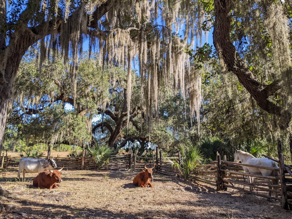 Two brown and one white cow in an enclosure, next to another enclosure with a white horse in it. Both enclosures are under a canopy of live oak trees