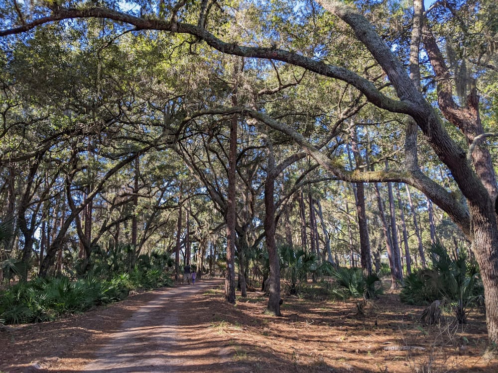 nature trail under a canopy of live oak trees