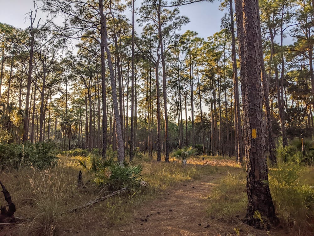 nature trail among slash pine and cabbage palm