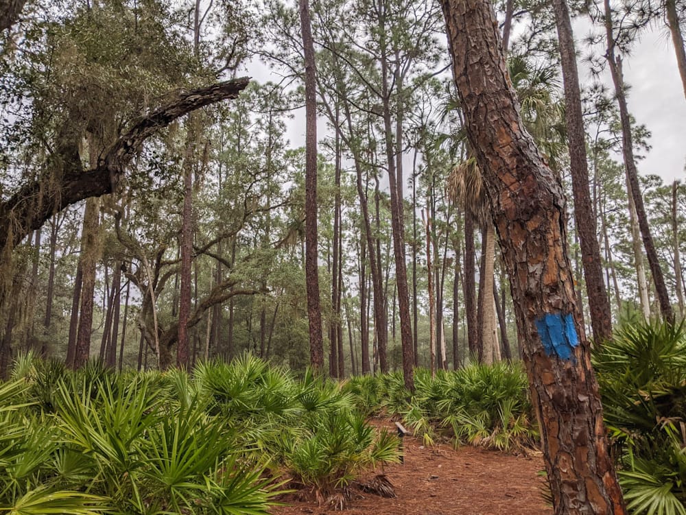 Live oaks, slash pine, and cabbage palm surround the nature trail marked by the blue blaze