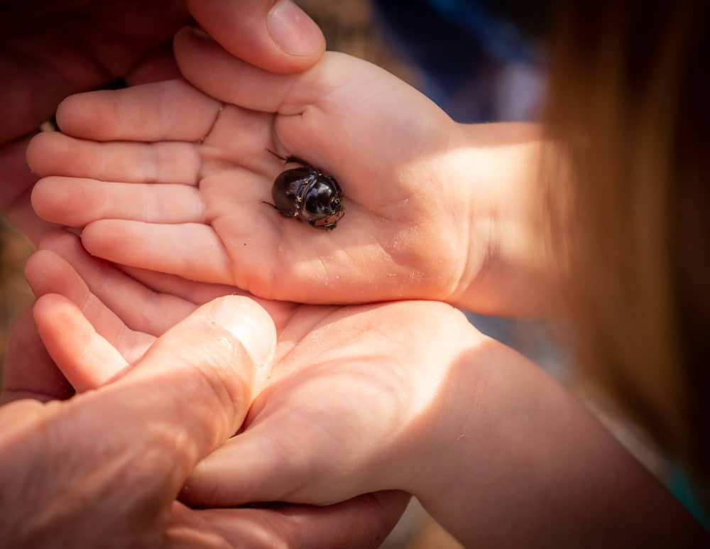 child hands holding beetle