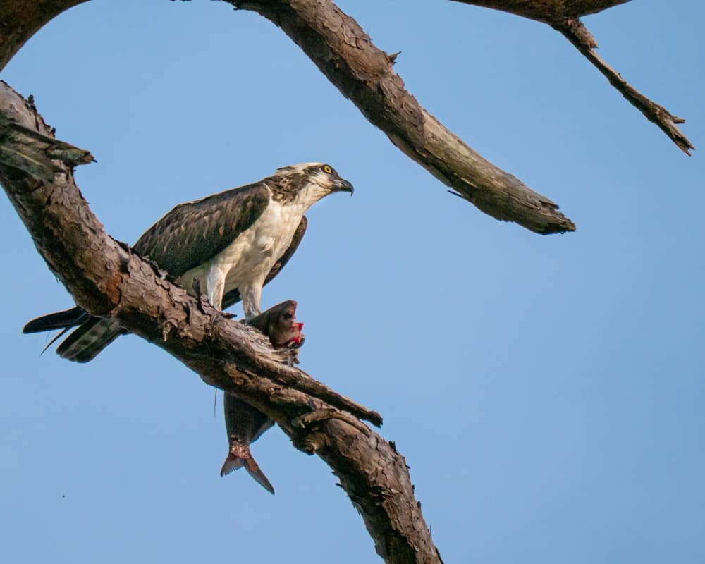 Osprey eating fish on tree branch