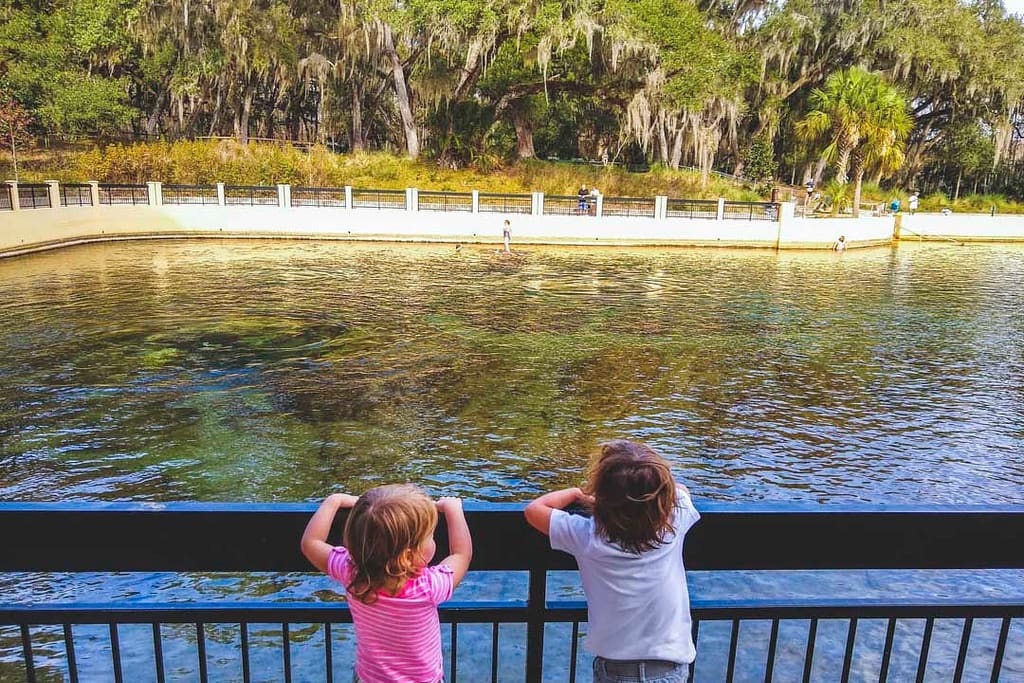 Two little kids over looking the head springs at Salt Springs Recreation Area