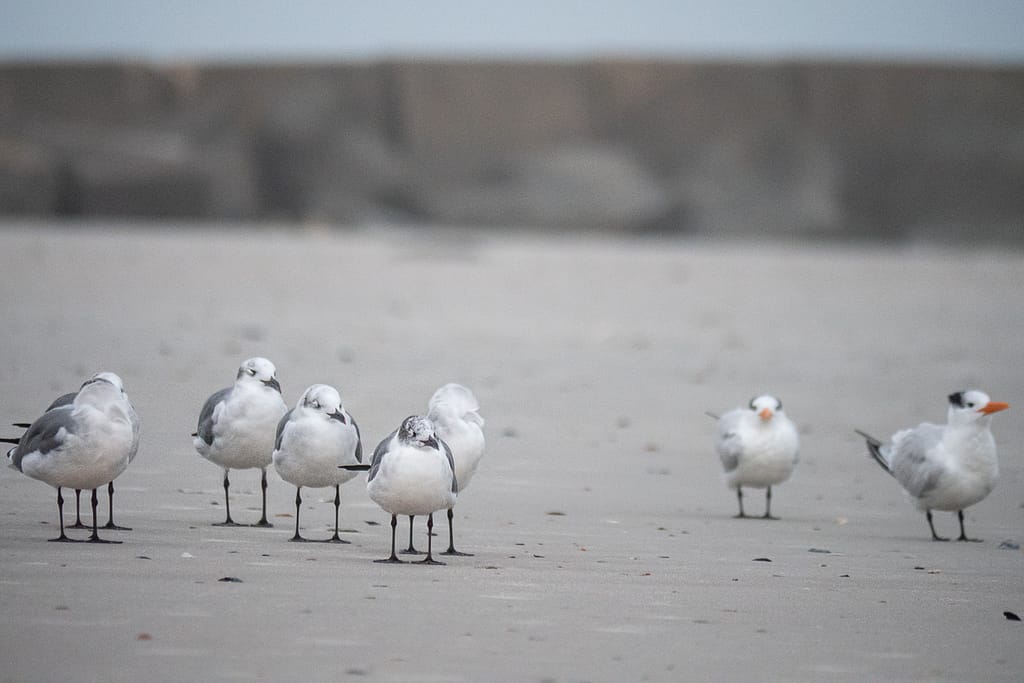 Seagulls and terns resting on sand