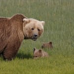 female brown bear and two cubs