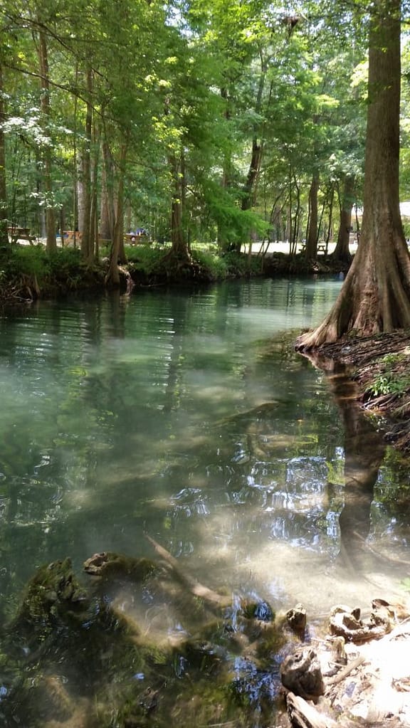 Ginnie Springs and cypress trees