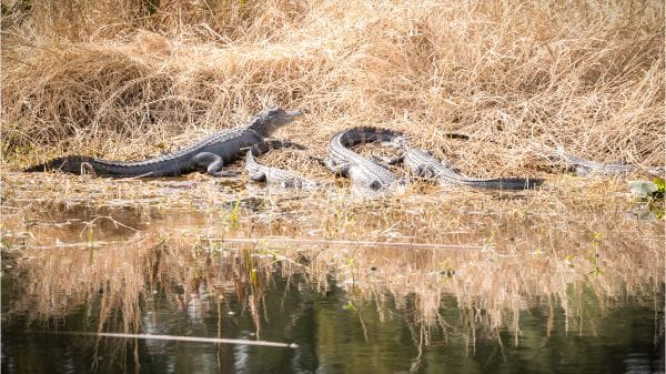 Colt Creek State Park alligators