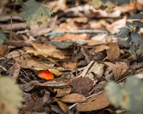 Colt Creek State Park red fungus