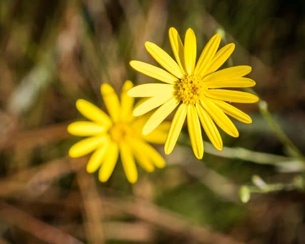 Colt Creek State Park yellow flower