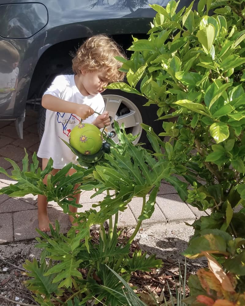 toddler boy waterting a plant in the driveway