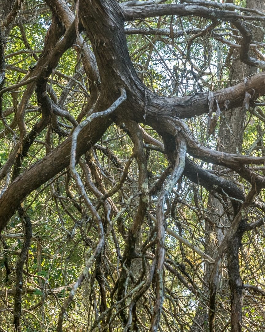 A Mangle of Branches