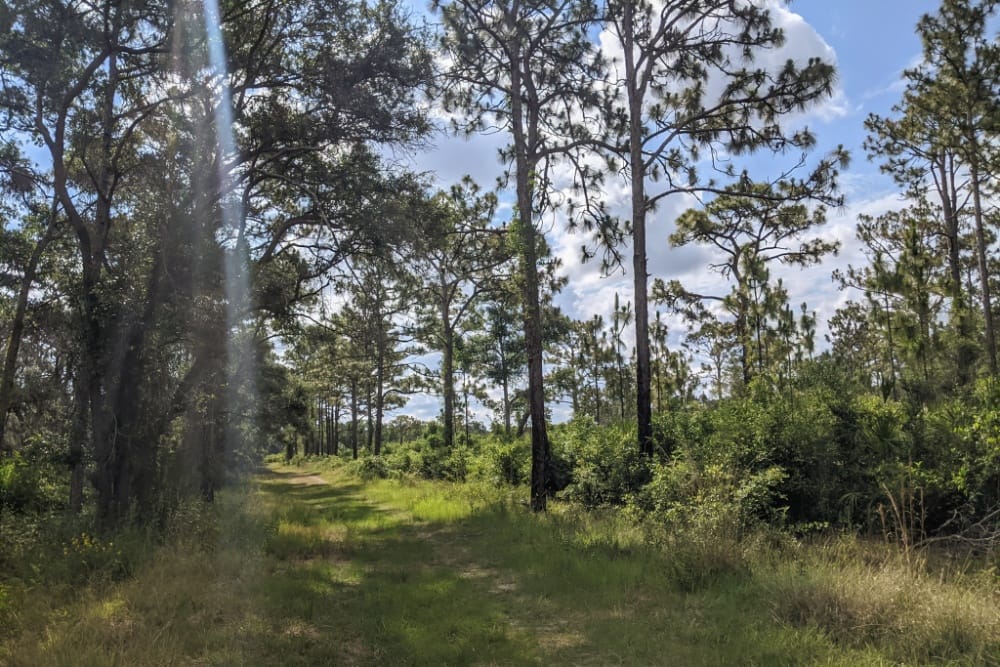 Shady trail among pine trees at Lake Manatee State Park