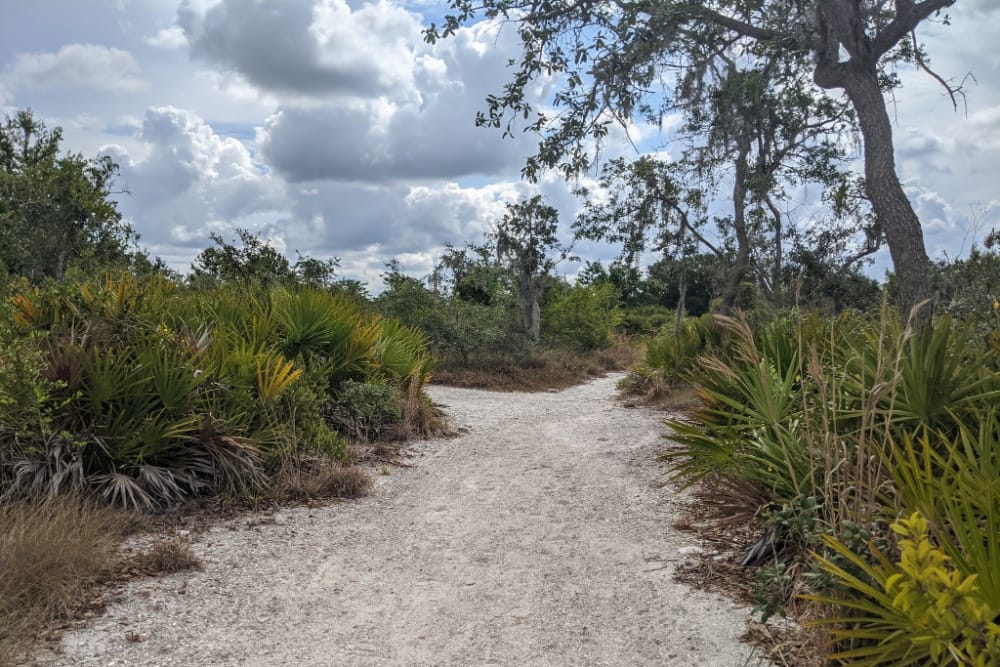 Open, sandy trail at Lake Manatee State Park