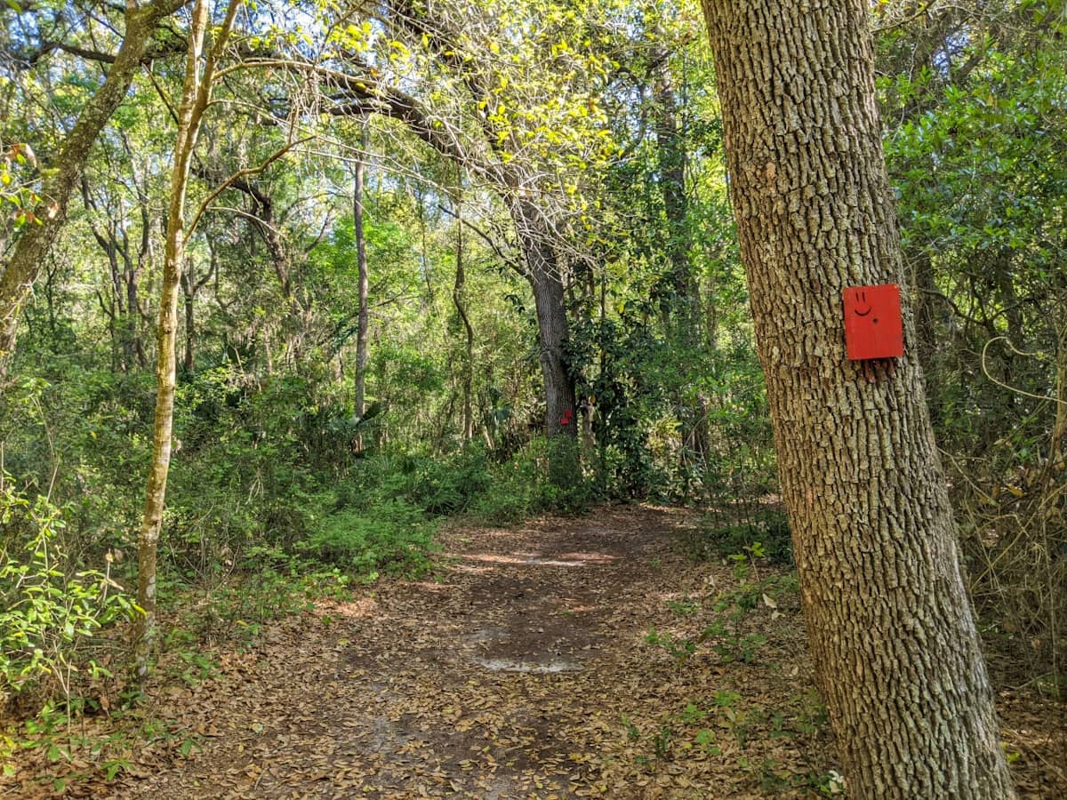 Red marker on a tree shows the way of the trail at Lake Griffin State Park