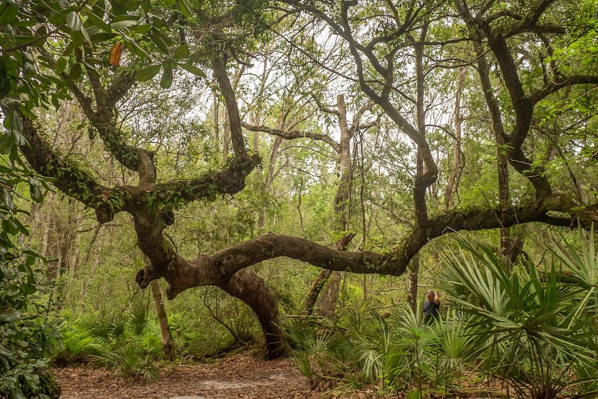 Live oak tree with two large branches at Lake Griffin State Park
