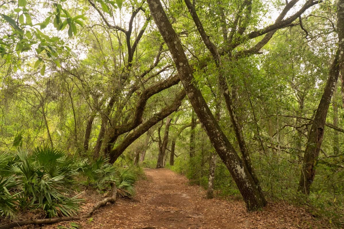 nature trail among live oak trees at Lake Griffin State Park