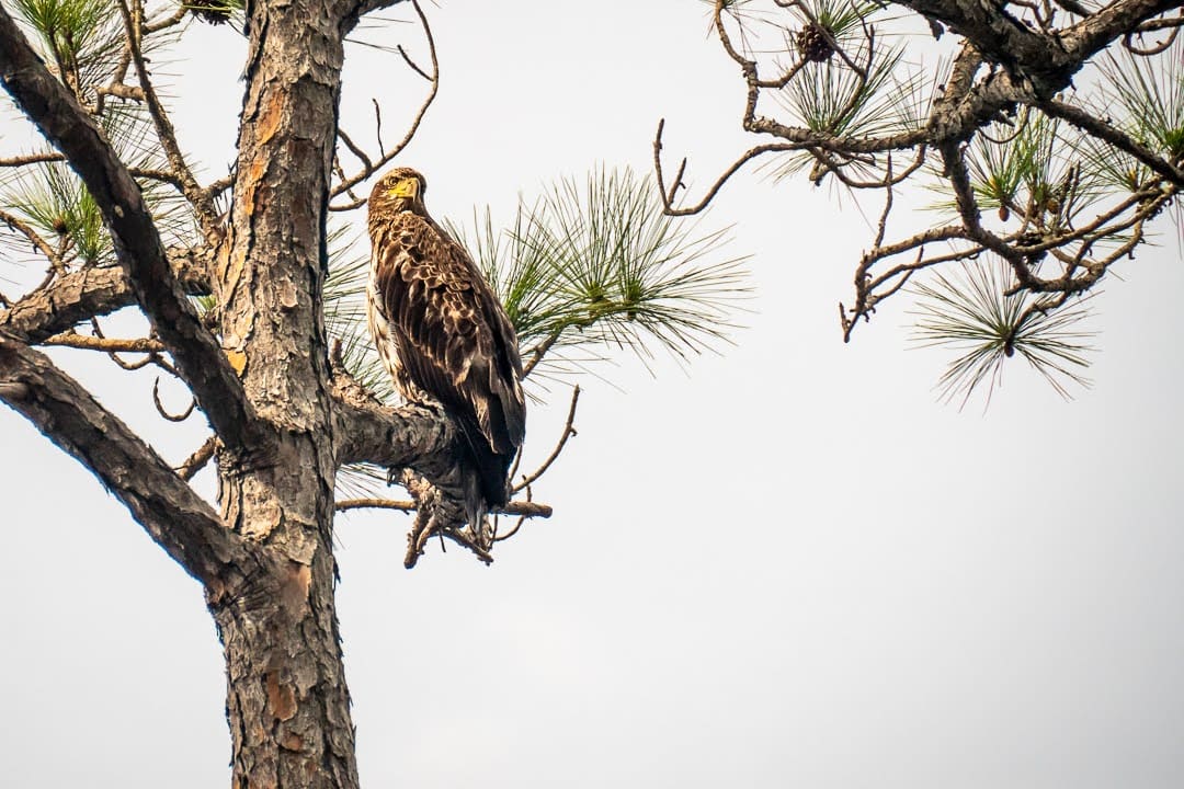Young bald eagle still not showing white head at Topsail Hill Preserve State Park