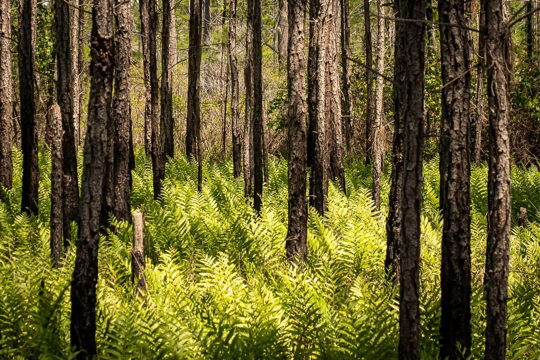 Pine trees with burn marks and healthy green fern understory  at Topsail Hill Preserve State Park