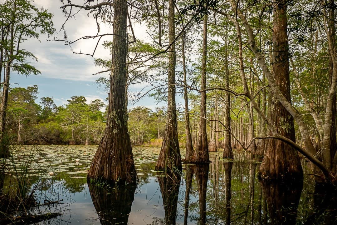 cypress trees in a calm swamp at Topsail Hill Preserve State Park